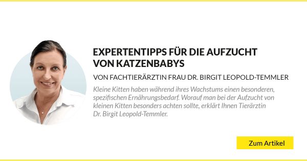 Expertentipps für die Aufzucht von Katzenbabys