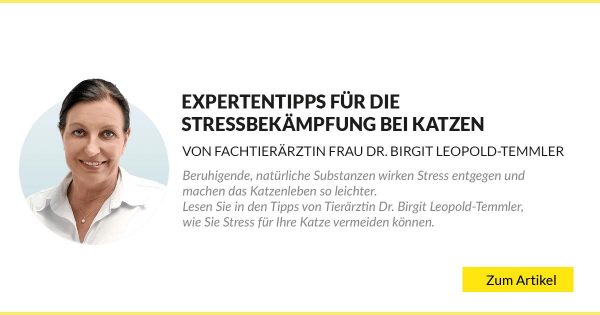 Expertentipps für die Stressbekämpfung bei Katzen