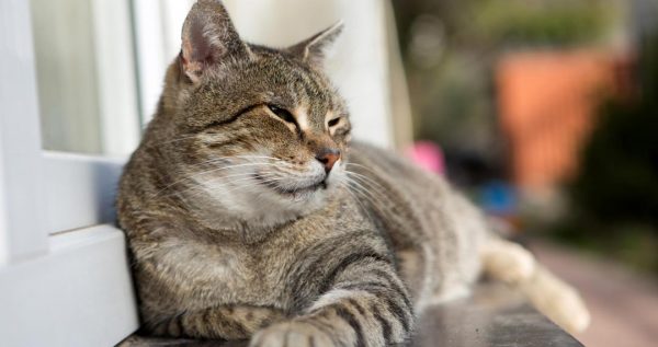 Katze