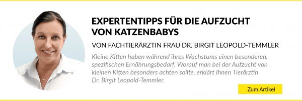 Teaser Katzenaufzucht