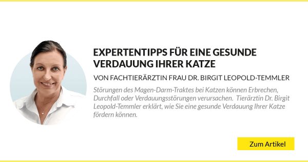 Expertentipps für eine gesunde Verdauung ihrer Katze