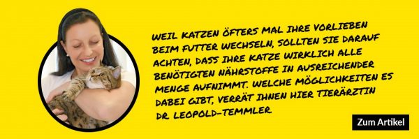 Ernährungsbedürfnisse und ABwechselung bei Katzen