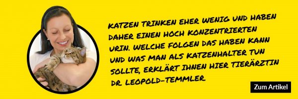 Harnsteine bei Katzen