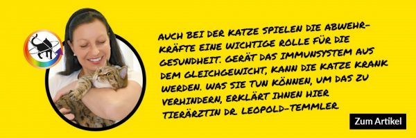 Immunsystem der Katze