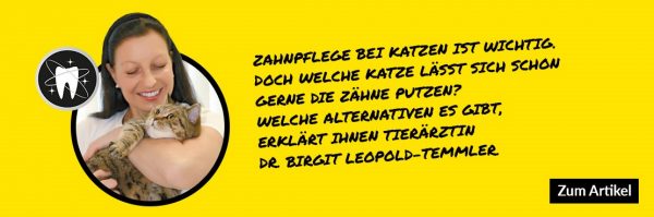 Zahnpflege bei Katzen