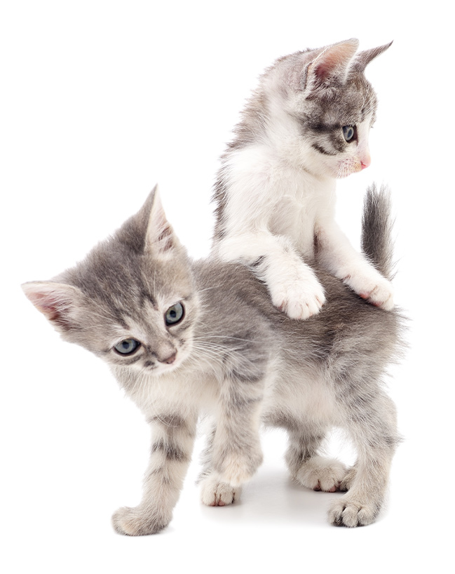 Kitten