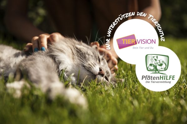 Tierschutz unterstützen, Tiervision, Pfotenhilfe